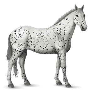 cavalo de passeio knabstrup leopardo amarelo torrado 