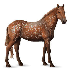 cavalo de passeio knabstrup leopardo preto 