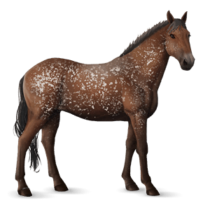 cavalo de passeio holstein lazão escuro