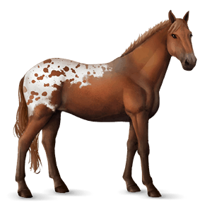 cavalo de passeio holstein lazão