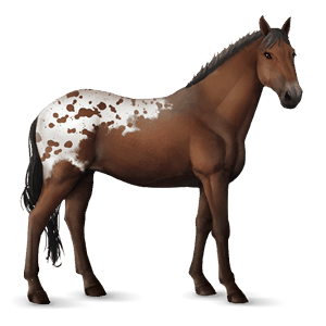 cavalo de passeio appaloosa manta com pintas alazão