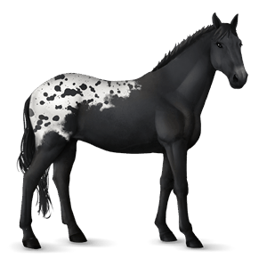 cavalo de passeio akhal-teke castanho