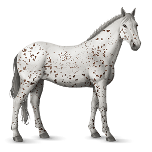 cavalo de passeio puro sangue lusitano baio