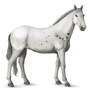 cavalo de passeio knabstrup algumas pintas alazão
