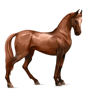 cavalo de passeio puro sangue lusitano baio