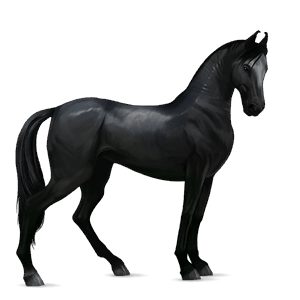 cavalo de passeio marwari preto