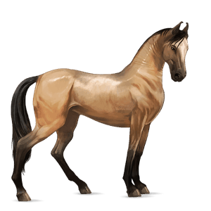 cavalo de passeio puro sangue lusitano baio