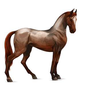 cavalo de passeio castanho cereja