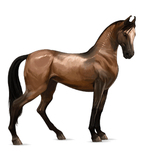 cavalo de passeio puro sangue lusitano baio