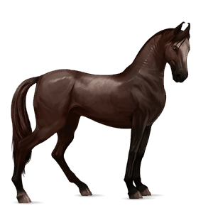 cavalo de passeio puro sangue lusitano castanho escuro