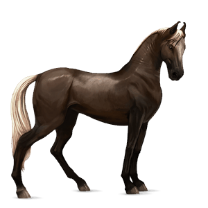 cavalo de passeio puro sangue lusitano isabel