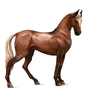 cavalo de passeio marwari lazão crinalvo 