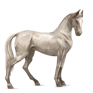 cavalo de passeio akhal-teke lazão