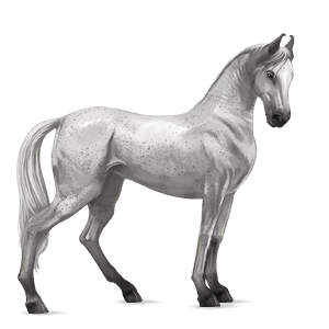 cavalo de passeio puro sangue lusitano castanho escuro