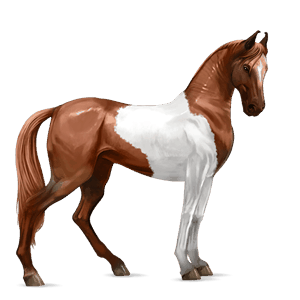 cavalo de passeio puro sangue lusitano baio
