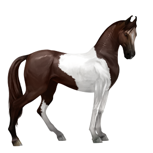 cavalo de passeio crioulo argentino baio
