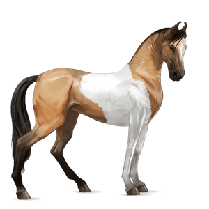 cavalo de passeio baio
