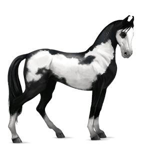 cavalo de passeio marwari tobiano lazão escuro