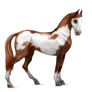 cavalo de passeio marwari lazão escuro