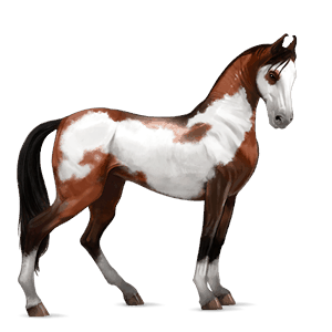 cavalo de passeio puro sangue lusitano castanho