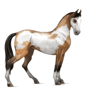 cavalo de passeio marwari overo baio 