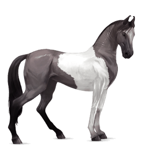 cavalo de passeio puro sangue lusitano isabel