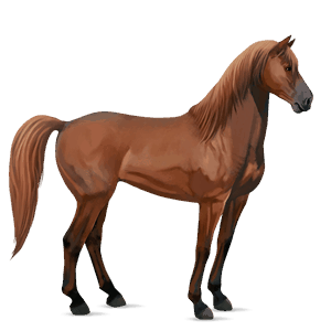 cavalo de passeio mustangue castanho escuro