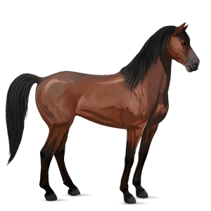 cavalo de passeio mustangue lazão