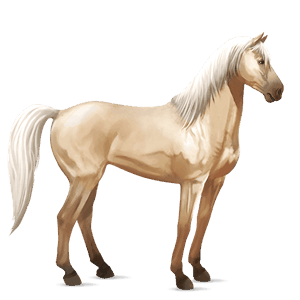 cavalo de passeio palomino
