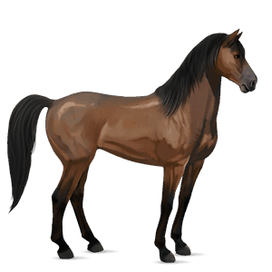 cavalo de passeio puro sangue lusitano castanho