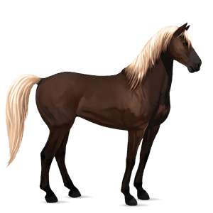cavalo de passeio appaloosa preto