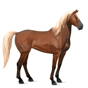 cavalo de passeio crioulo argentino manto com pintas castanhas 