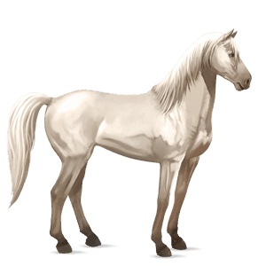 cavalo de passeio puro sangue lusitano lazão escuro