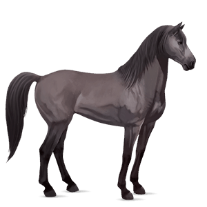 cavalo de passeio castanho