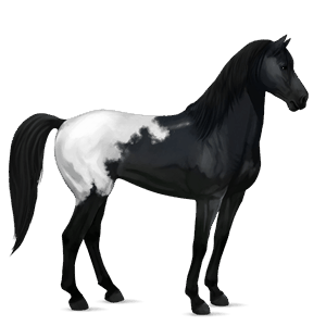 cavalo de passeio puro sangue lusitano castanho escuro