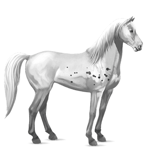 cavalo de passeio puro sangue lusitano ruço pigarço