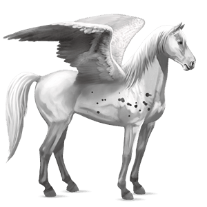 pégaso de passeio akhal-teke lazão crinalvo 