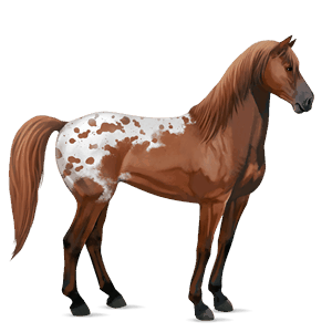 cavalo de passeio mustangue lazão