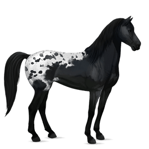 cavalo de passeio crioulo argentino tobiano com manchas pretas