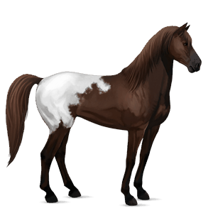 cavalo de passeio crioulo argentino castanho escuro
