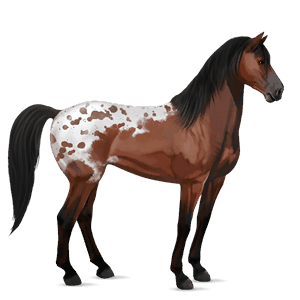 cavalo de passeio puro sangue inglês castanho escuro