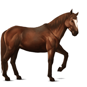 cavalo de passeio caçador irlandês castanho