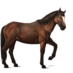 cavalo de passeio trotador francês castanho