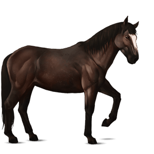 cavalo de passeio puro sangue lusitano ruço