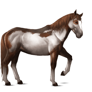 cavalo de passeio puro sangue lusitano baio
