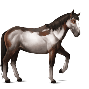 cavalo de passeio puro sangue lusitano baio