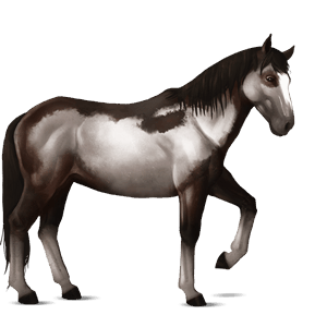 cavalo de passeio castanho
