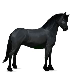 pónei shetland ruão