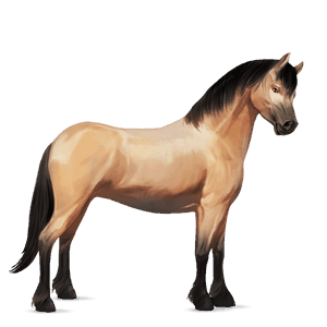 pónei haflinger lazão crinalvo 