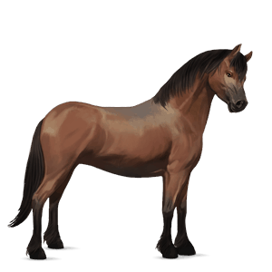 pónei kerry bog palomino